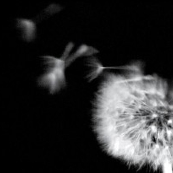 Dandelion with dispersed seeds in the air