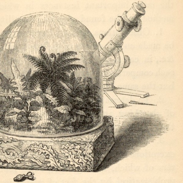 Illustration of a Wardian case used for transporting plants, from a page in Nathaniel Bagshaw Ward’s treatise, “On the Growth of Plants in Closely Glazed Cases,” published in 1842.