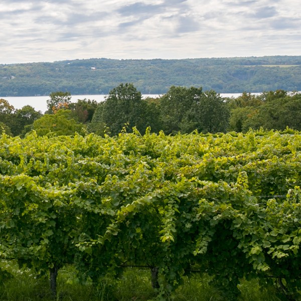 finger lakes vineyard