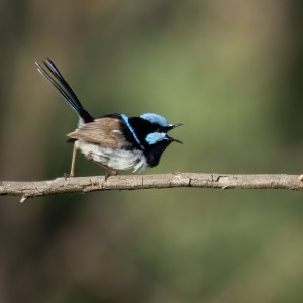 Superb Fairywren and Horsfield’s Bronze-Cuckoo on a branch