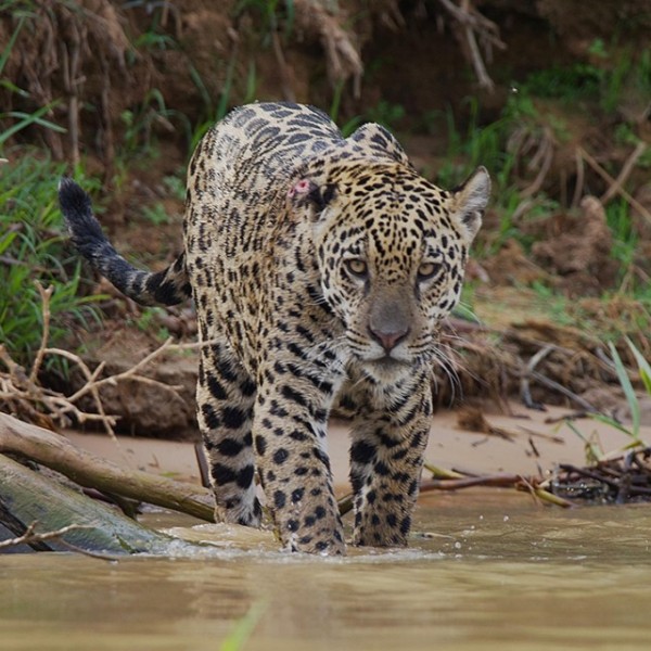 A jaguar stands in a stream in the jungle. 