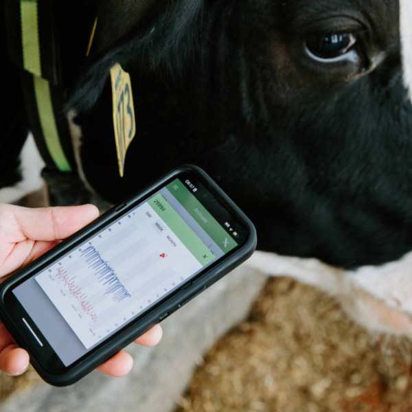 Hand holding a phone with charts displayed with a cow in the background.