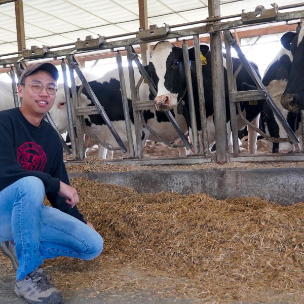 a man crouches in front of a line of dairy cows