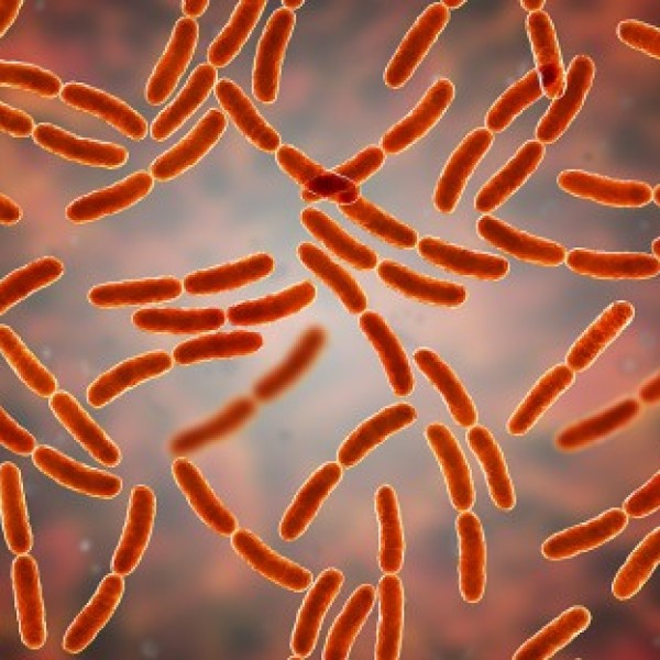 Illustration of gut bacteria