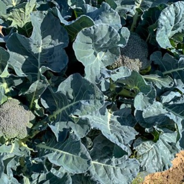 A new broccoli variety called “Northstar,”
