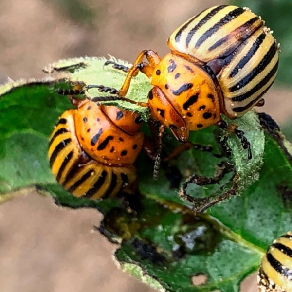 Adult Colorado potato beetles eat a potato leaf. 
