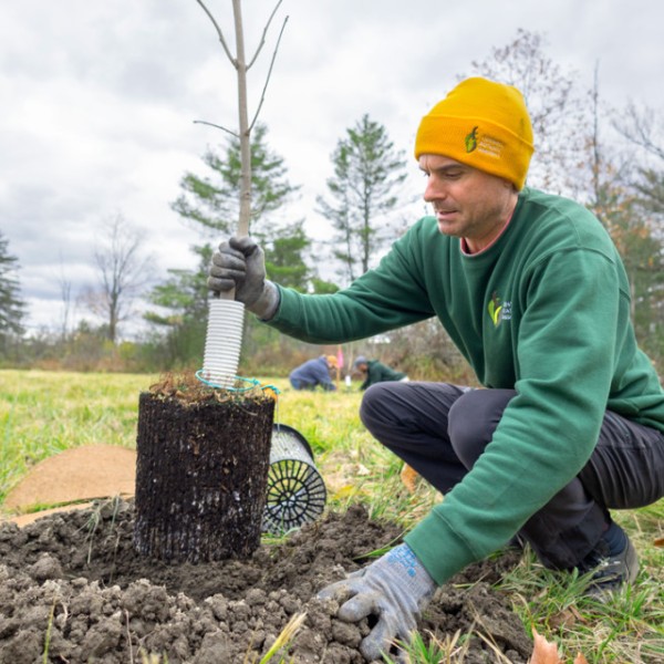 Jules Ginenthal, natural areas stewardship coordinator, plants a black ash sapling.