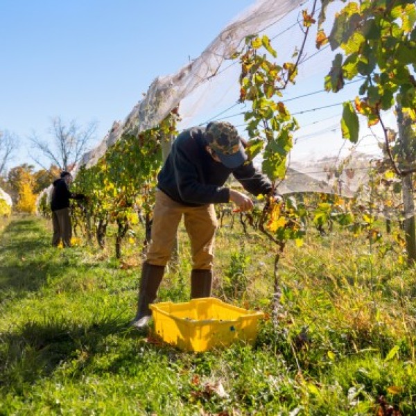 A researcher harvesting grapes in a vineyard