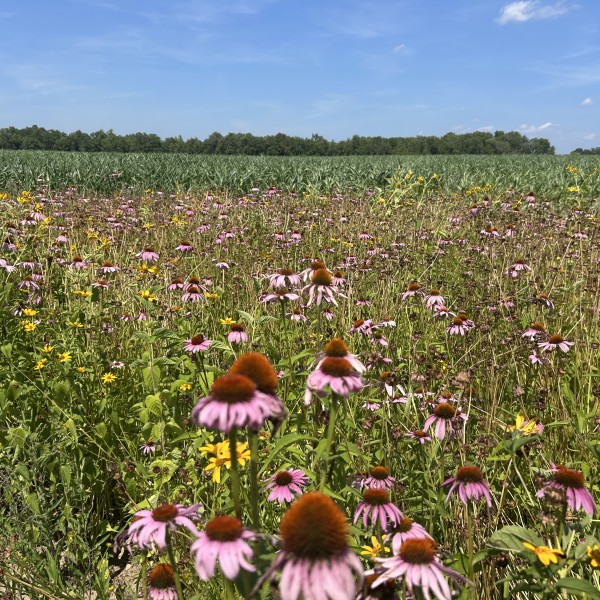 A crop field bordered with wildflowers.