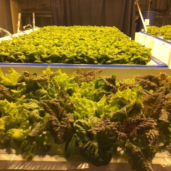 Vegetable Grown in a Controlled Space