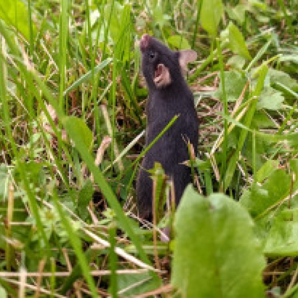 A mouse in a field of grass