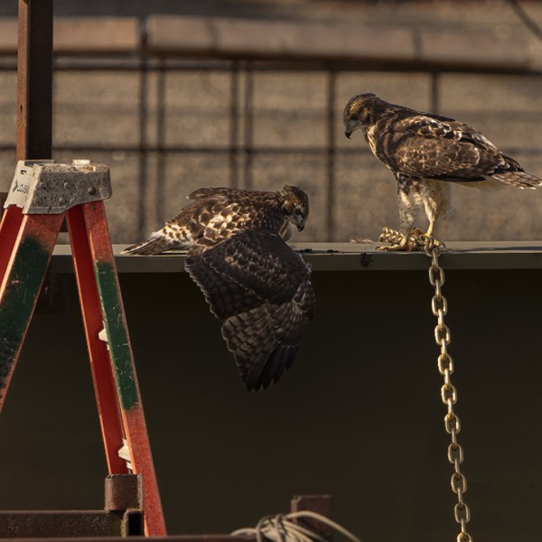 Fledglings enjoy a snack on a truss.