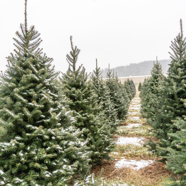 A Christmas tree plot with a fresh dusting of snow.