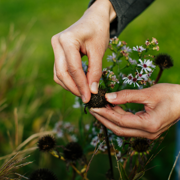Hands holding a dried flower head