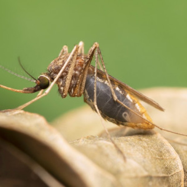 Close up of a mosquito