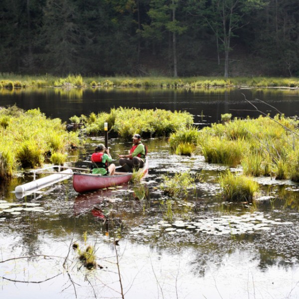 Meredith Holgerson, associate professor of ecology and evolutionary biology in the College of Agriculture and Life Sciences, collects a sediment sample from Texas Hollow Pond in central New York.  