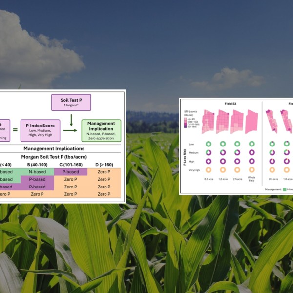 A background of a corn field with two figures illustrating the P-index 2.0 in the foreground.