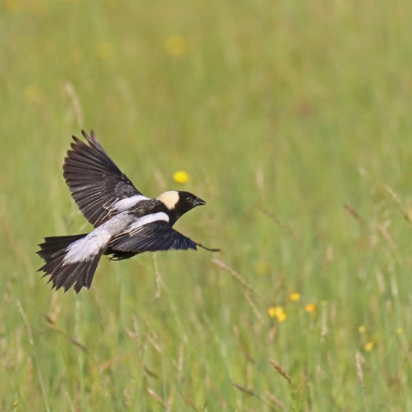 bobolink bird