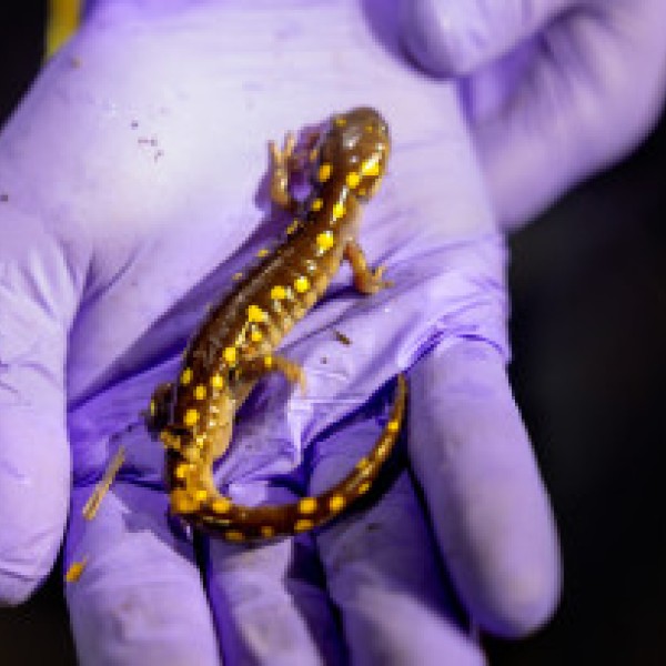 Close up of a salamander being held in hand