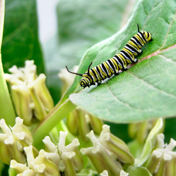 Caterpillar on a leaf