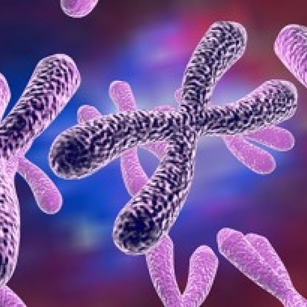 Illustration of chromosomes 
