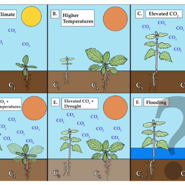 Difference between C3 and C4 plants graphic