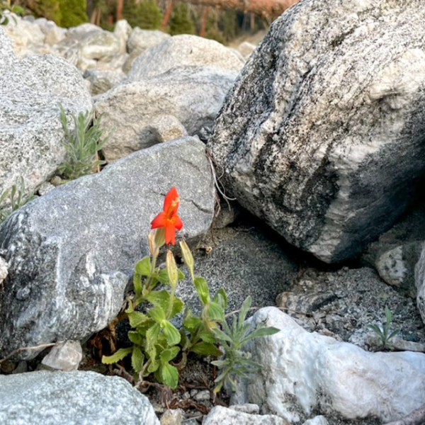monkeyflower poking out from rocks