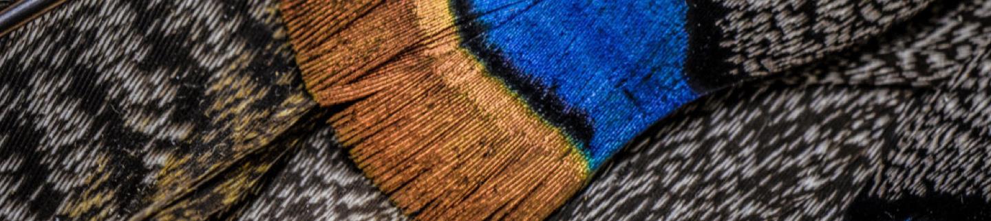 Subscription Background