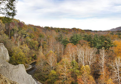 Fall trees