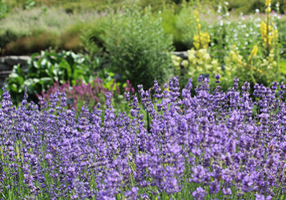 The plant lavender blooming
