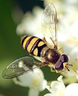 picture of bee