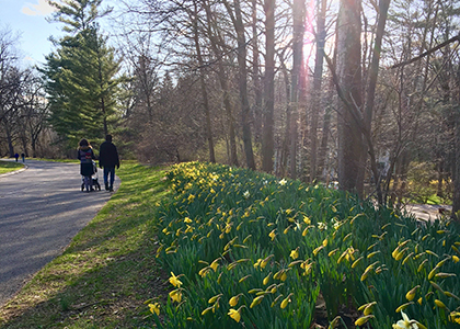 Pedestrians stroll along daffodils in F.R. Newman Arboretum