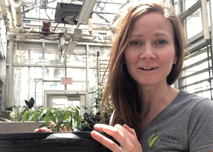 Bobbie Kuhlman, horticulturist, working with container vegetables at Cornell Botanic Gardens