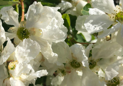 Pearlbush flowers