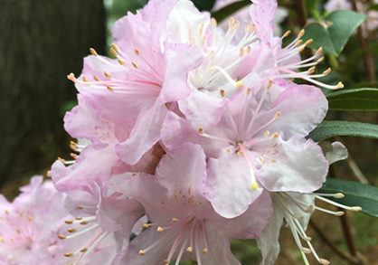 image of rhododendron macopin