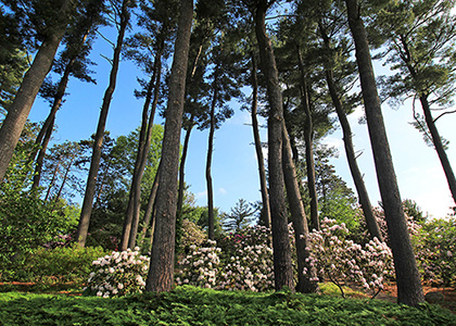 Rhododendrons on Comstock Knoll