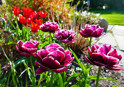 tulips in the young garden