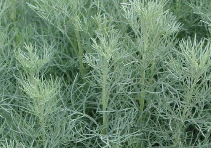 Seafoam Artemisia, Curlicue Sage
