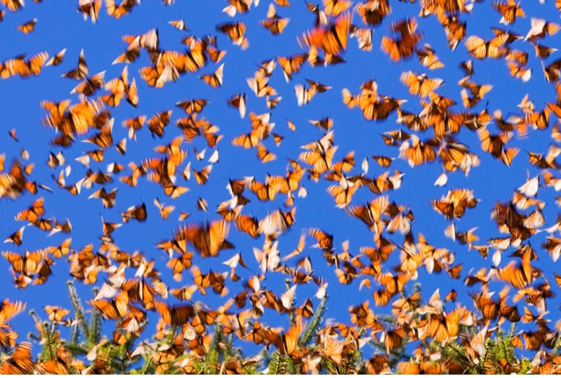 lots of monarchs flying in the sky
