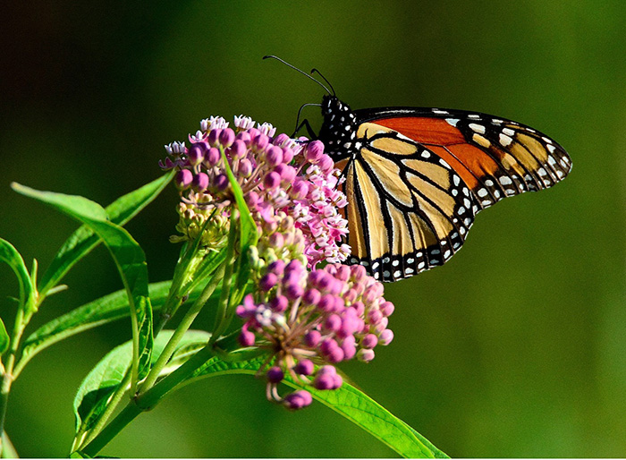 A Monarch Feeding on Milkweed