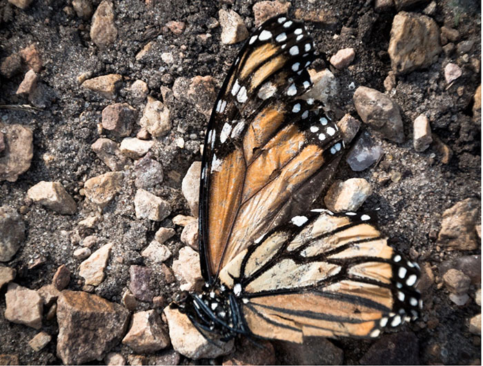 Monarch dead on the ground