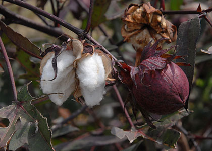 cotton plant showing cotton