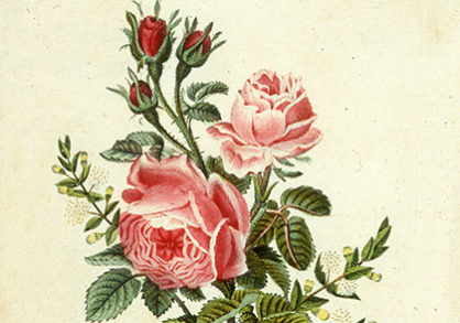 illustration of pink roses