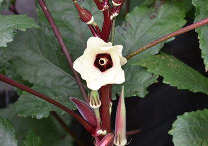 Blossom on Okra plant
