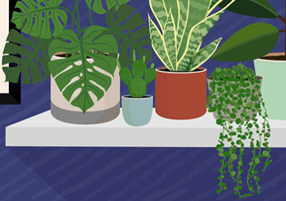 illustration of houseplants