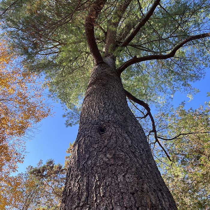 White pine trunk and foliage
