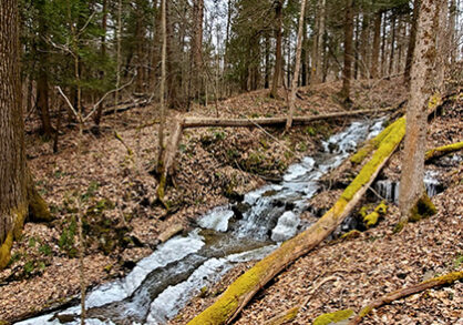 Stream running through wooded area