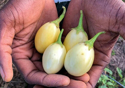 picked eggplant in hands