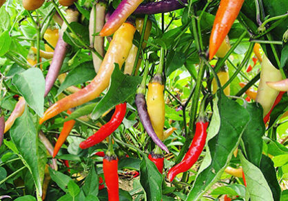ripe peppers growing on the plant