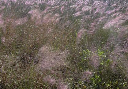 Muhly grass field